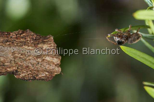 Salticidae_0121.JPG - France, Araneae, Salticidae, Araignée sauteuse ou Saltique (Evarcha falcata), femelle, Jumping spider